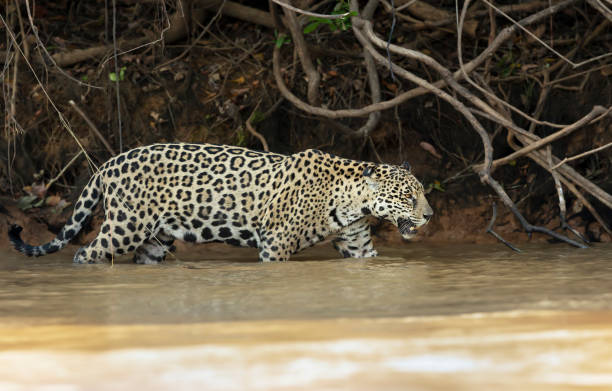 istock Jaguar walking in water along the river bank 1195009761