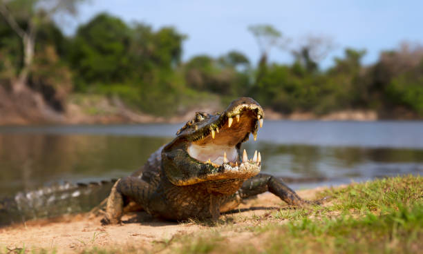 istock Yacare caiman with open mouth on a river bank 1195009803