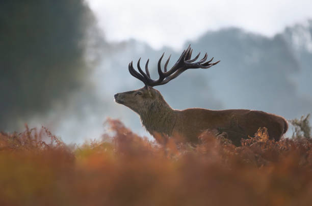 istock Red deer stag on a misty autumn morning 1195009818