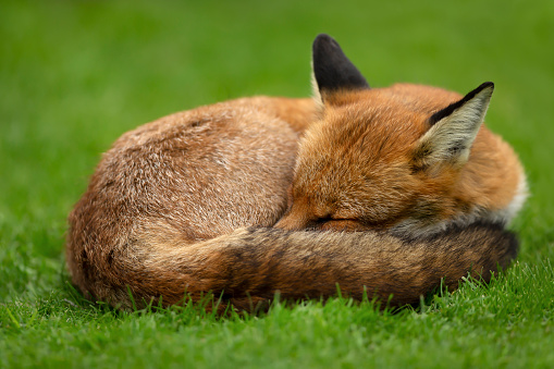 Close up of a red fox sleeping on grass, UK.
