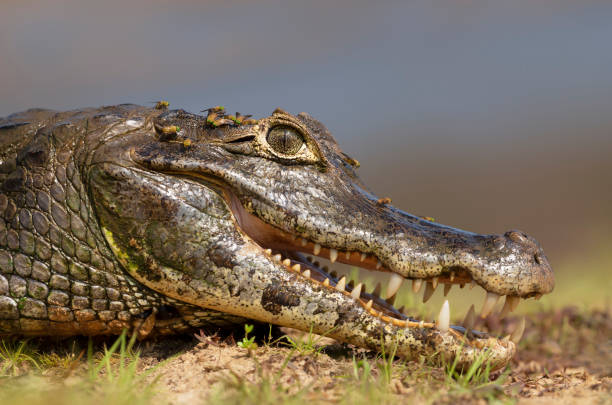 istock Yacare caiman with open mouth on a river bank 1195009938