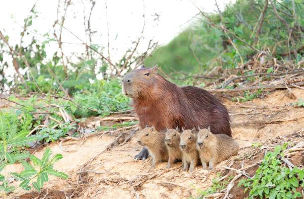 istock Capybara mother with four pups sitting on a river bank 1195009946