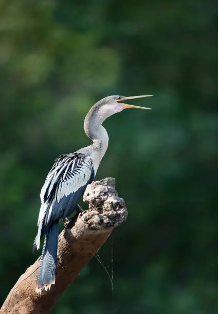 Close up of Anhinga perched on a tree branch with an open beak, Pantanal, Brazil.