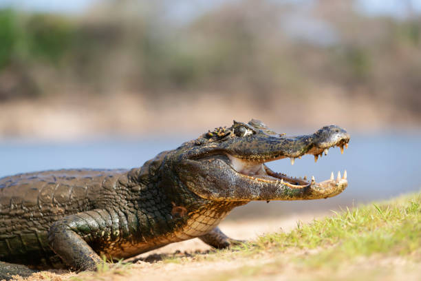 istock Yacare caiman with open mouth on a river bank 1195010019