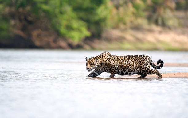 Close up of a Jaguar stalking prey in water stock photo