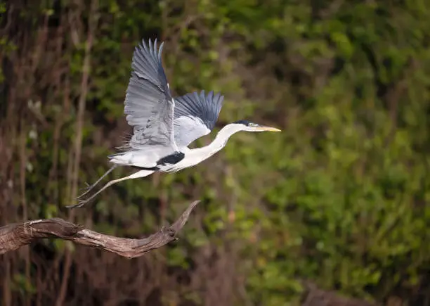 Close up of a Cocoi heron in flight, Pantanal, Brazil.