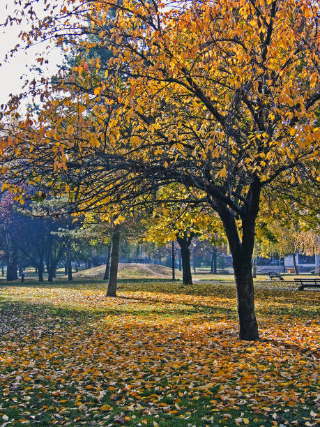 istock Autumn scenes in a public park (Picture No 30) 1195011240