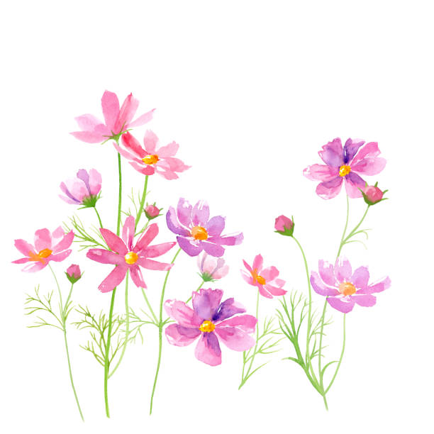 illustrazioni stock, clip art, cartoni animati e icone di tendenza di cosmos fiori acquerello illustrazione vettore traccia - flower head bouquet daisy petal