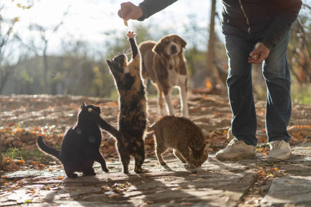 istock Cats in front yard getting food 1195014582