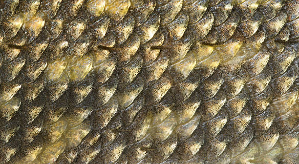 istock Scales of pike, natural texture 119501696