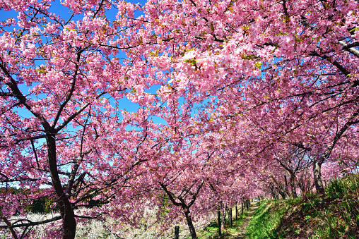 Misato Ume Festival\nHeld while the flowers are blooming from late February～late March