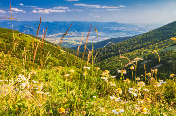 istock Mountainous landscape with a flowers in the foreground. 1195018992