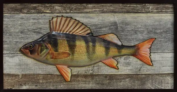 Photo of varnished perch