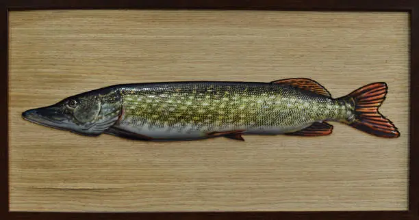 Photo of varnished pike