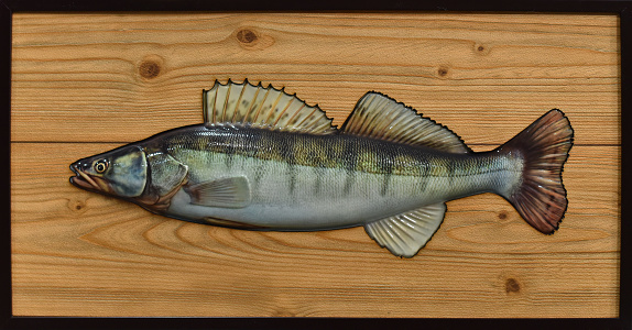 varnished zander on a background of a wooden texture