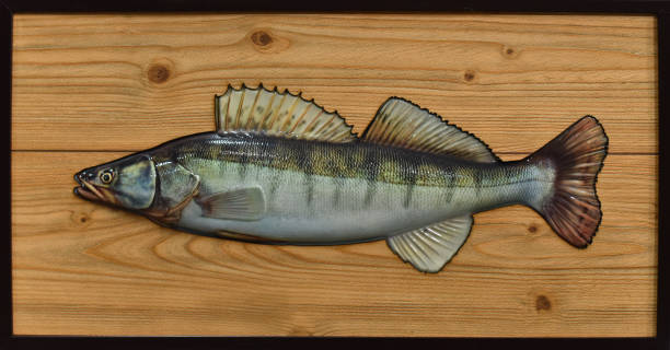 varnished zander varnished zander on a background of a wooden texture taxidermy stock pictures, royalty-free photos & images