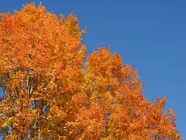 istock Sugar maples turn brilliant orange in Maine during October 119502076