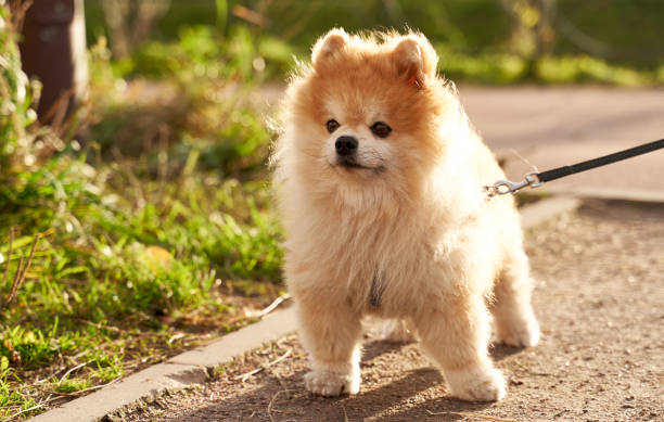 istock Red fluffy cute orange looks like little bear 1195020990