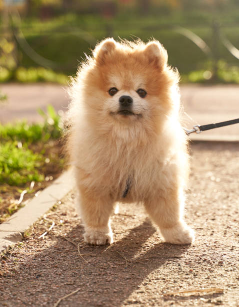 istock Red fluffy cute orange looks like little bear 1195021094