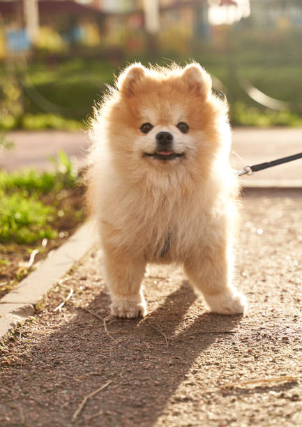 istock Red fluffy cute orange looks like little bear 1195021349