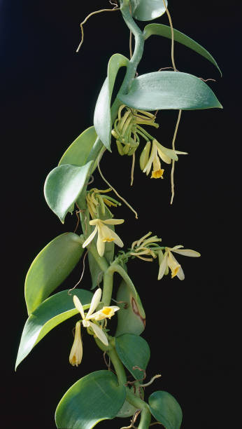 Vanilla Yellow flowers of Vanilla vanilla orchid stock pictures, royalty-free photos & images