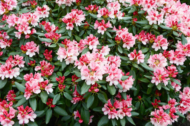istock pink rhododendron blossom in a garden. springtime. 1195023162