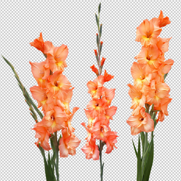 ilustraciones, imágenes clip art, dibujos animados e iconos de stock de tres flores de gladiola, objetos aislados sobre un fondo en blanco - gladiolus