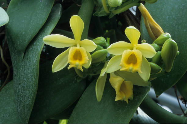 Vanilla Yellow flowers of Vanilla vanilla orchid stock pictures, royalty-free photos & images