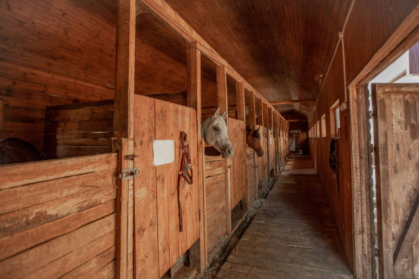 istock Horse head close up in a rural stable 1195023641
