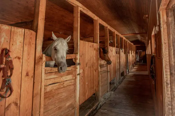 Photo of Horse head close up in a rural stable