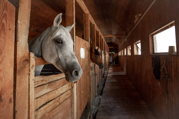 Horse Barn Animal Pen Animal Eye Stock Photos, Pictures & Royalty-Free  Images - iStock