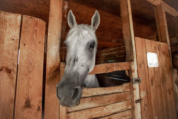istock Horse head close up in a rural stable 1195023748