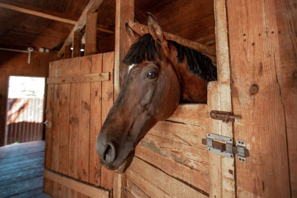 istock Horse head close up in a rural stable 1195023773