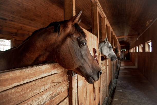 istock Horse head close up in a rural stable 1195023800