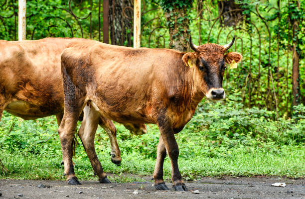 istock Cow walk on village 1195024596