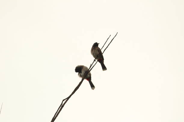 Two Red Vented Bulbul bird or two birds sitting on the tree or tree branch on the morning with white background