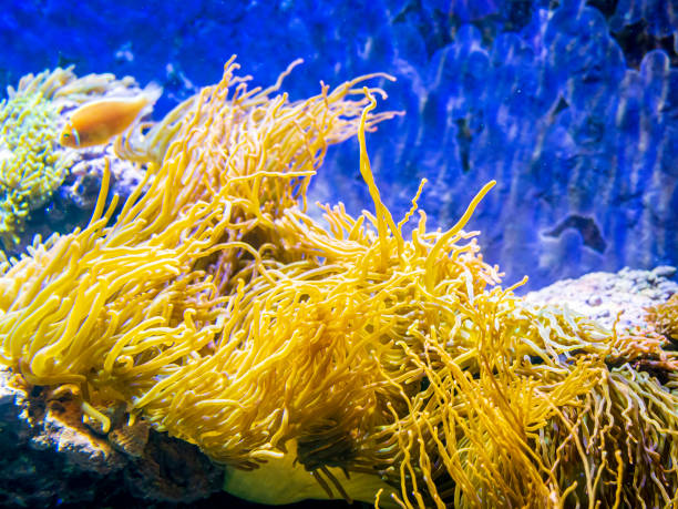 istock Brightly lit sea anemones growing on rock surfaces 1195026512