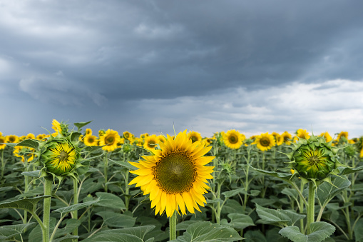 Field of sunflowers and stormy sky in summer