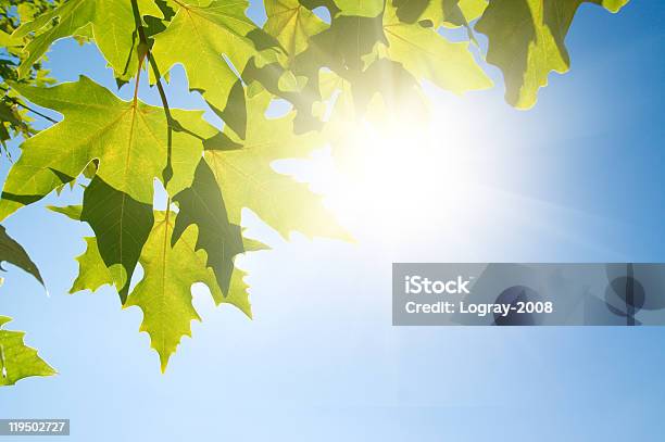 Green Leafe Of Maple In Sunny Day Stock Photo - Download Image Now - Autumn, Backgrounds, Belarus