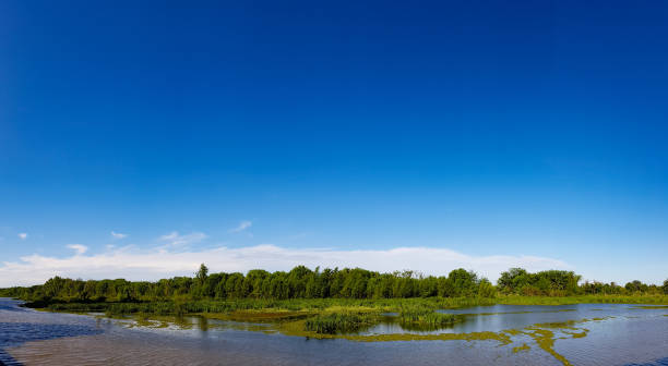 riva della riserva ecologica, costanera sur a puerto madero - rio de la plata foto e immagini stock