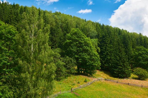 beautiful summer landscape, high spruces on hills, blue cloudy sky and wildflowers - travel destination scenic, carpathian mountains