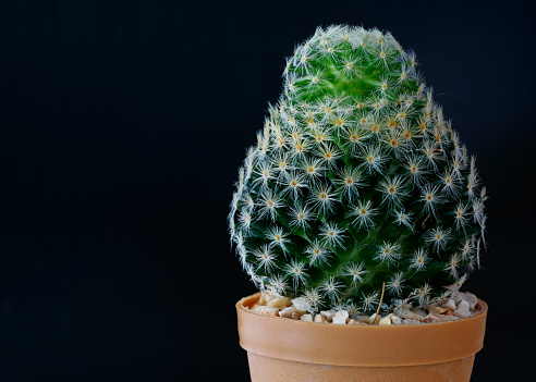 Beautiful Mammillaria spinosissima cactus in the pot on black background