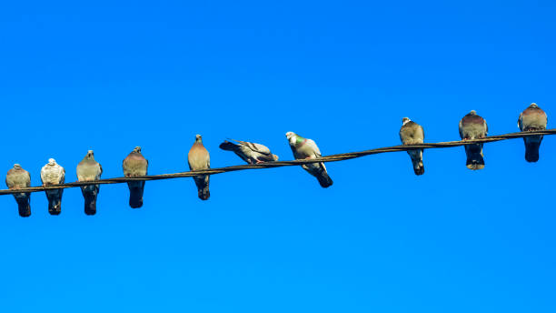 istock Pigeons sit on electic wires on pantone sky background. Business concept. 1195034367