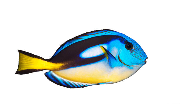 Blue regal tang (Paracanthurus hepatus) Blue regal tang (Paracanthurus hepatus) isolated on white background acanthuridae photos stock pictures, royalty-free photos & images