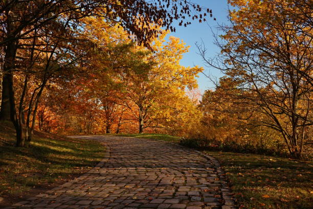 A stone path in forest in autumn