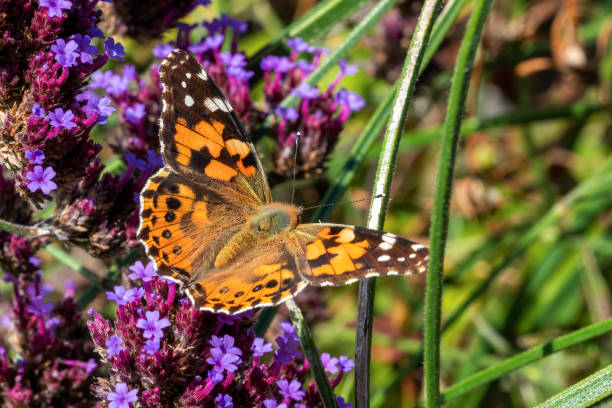 malowana lady butterfly (vanessa cardui) ze skrzydłami outstreached - wystawa ogrodnicza zdjęcia i obrazy z banku zdjęć