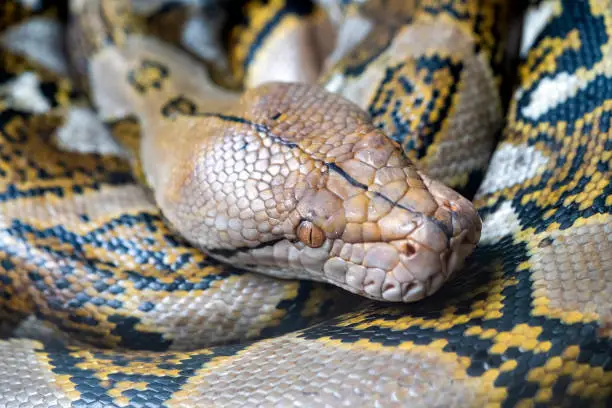 Reticulated python (Malayopython reticulatus) snake sometimes known as Royal Python or Ball Python