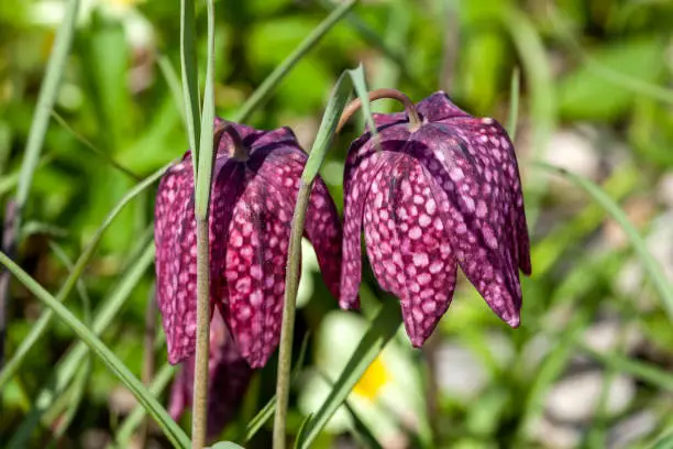 Fritillaria meleagris commonly known as snake's head fritillary a common spring flowering bulb plant