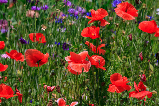 istock summer meadow with red poppies 1195038451
