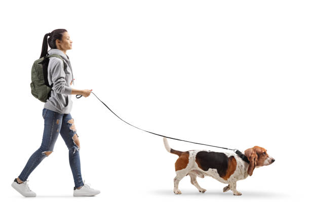 istock Female student walking a basset hound dog 1195038989